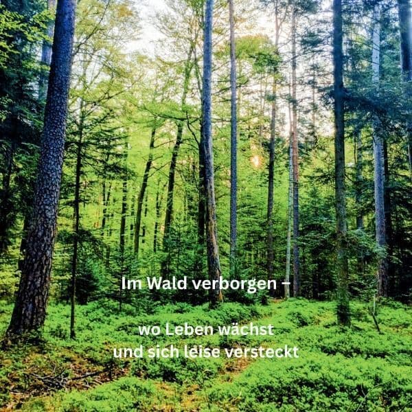 Im Wald verborgen - wo Leben wächst und sich leise versteckt