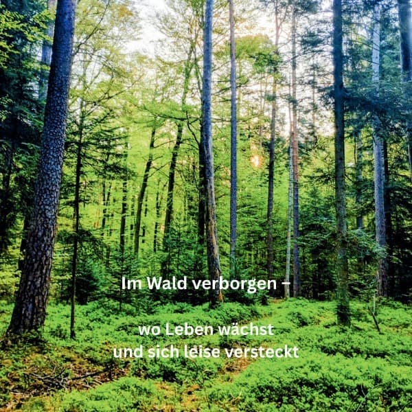 Im Wald verborgen - wo Leben wächst und sich leise versteckt.