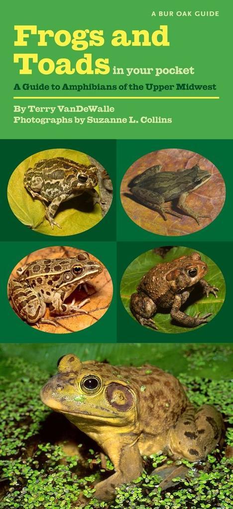 Frogs and Toads in Your Pocket