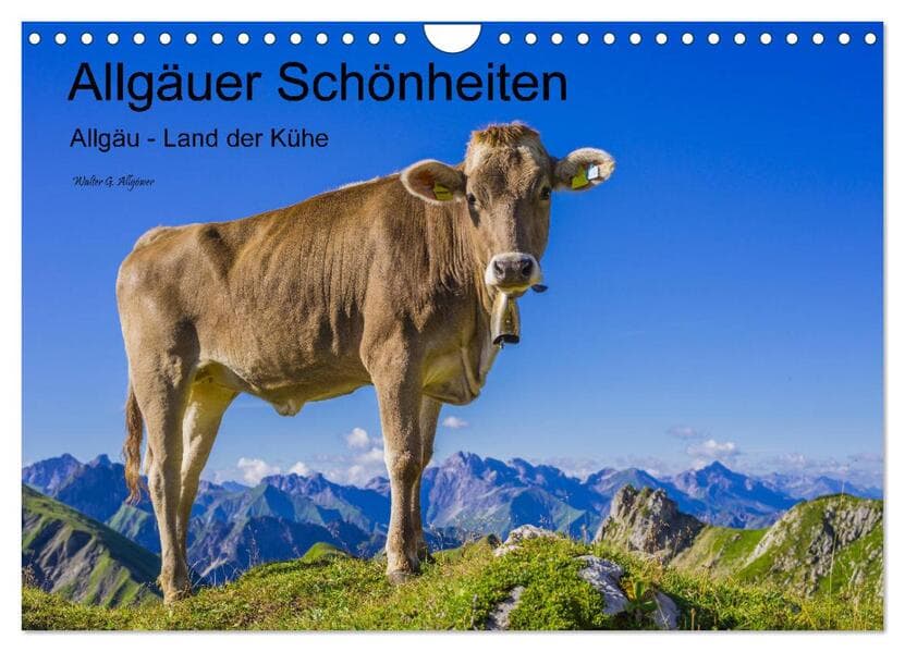 Allgäuer Schönheiten Allgäu - Land der Kühe (Wandkalender 2025 DIN A4 quer), CALVENDO Monatskalender