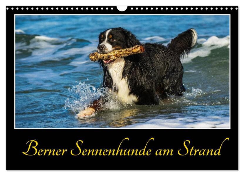 Berner Sennenhunde am Strand (Wandkalender 2025 DIN A3 quer), CALVENDO Monatskalender