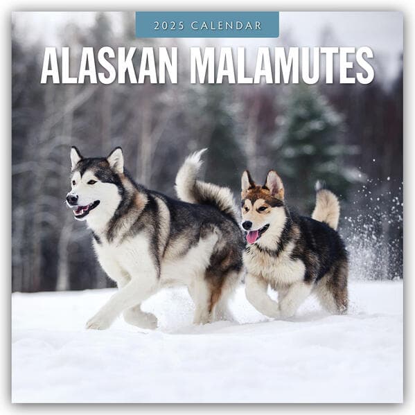 Alaskan Malamutes 2025 Square Wall Calendar