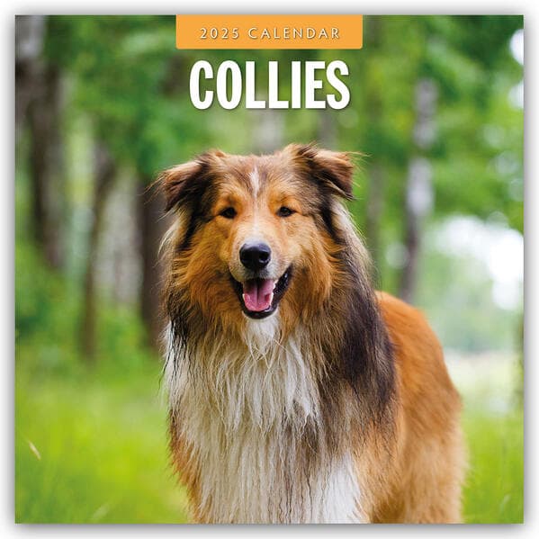 Collies 2025 Square Wall Calendar