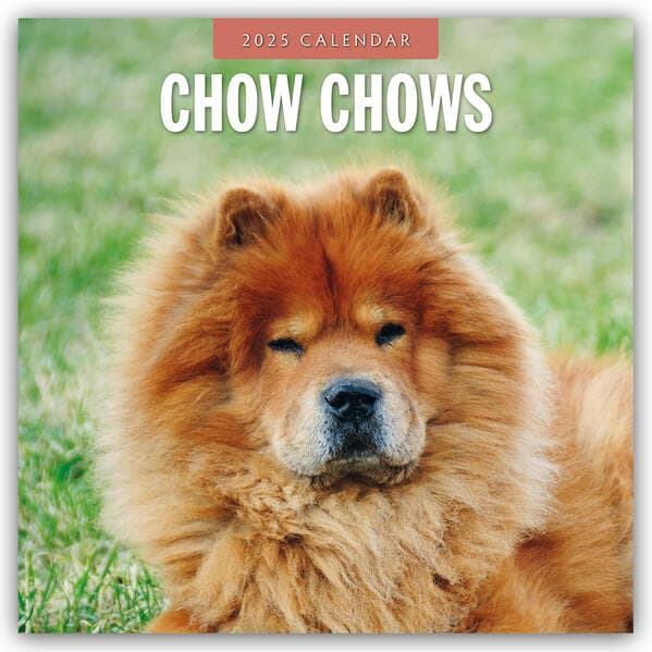 Chow Chows 2025 Square Wall Calendar