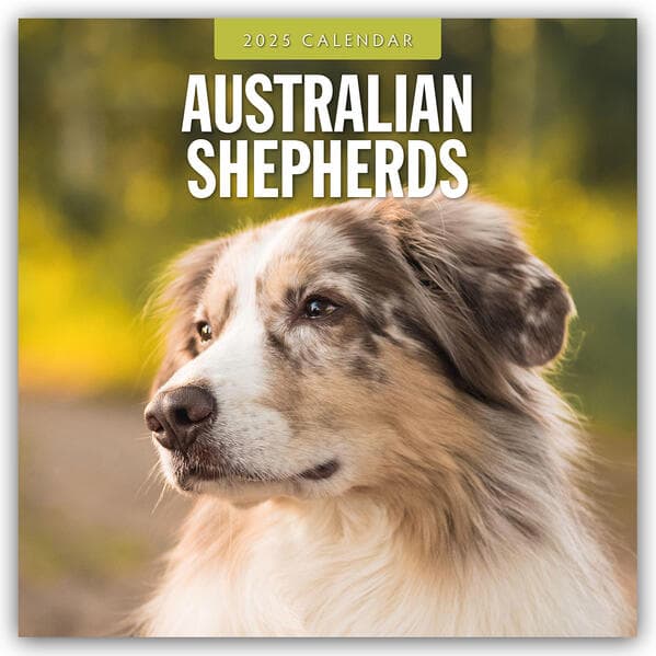 Australian Shepherds 2025 Square Wall Calendar