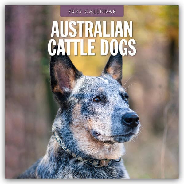 Australian Cattle Dogs 2025 Square Wall Calendar