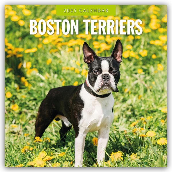 Boston Terriers 2025 Square Wall Calendar