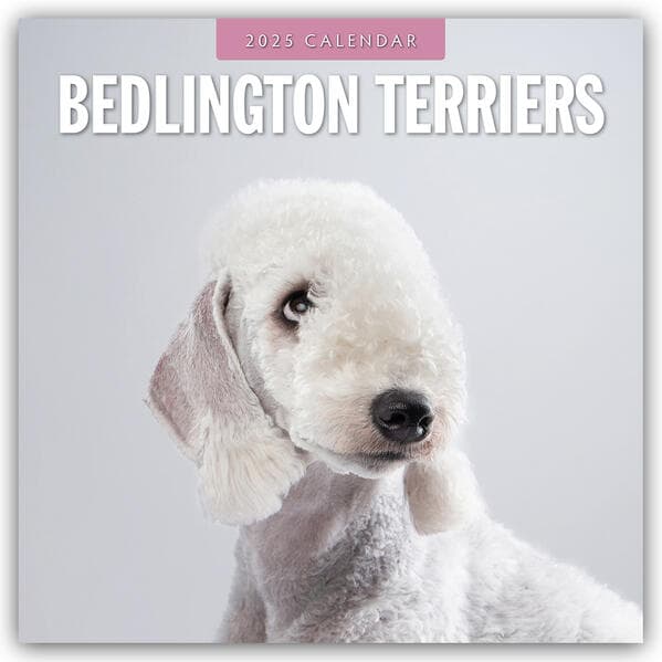 Bedlington Terriers 2025 Square Wall Calendar