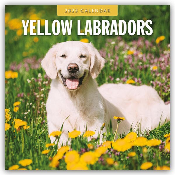 Yellow Labradors 2025 Square Wall Calendar