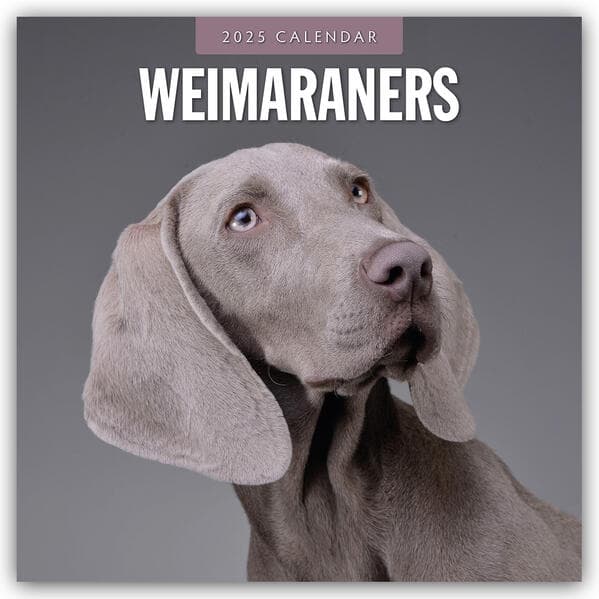 Weimaraners 2025 Square Wall Calendar