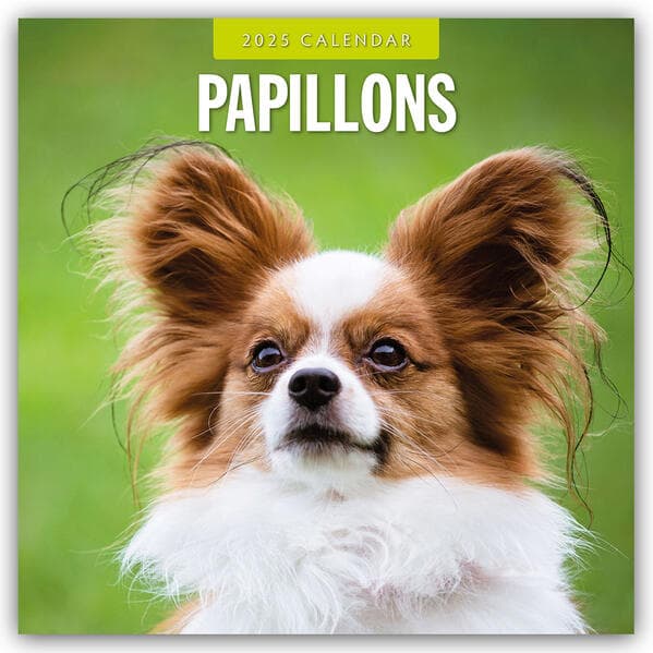 Papillions 2025 Square Wall Calendar