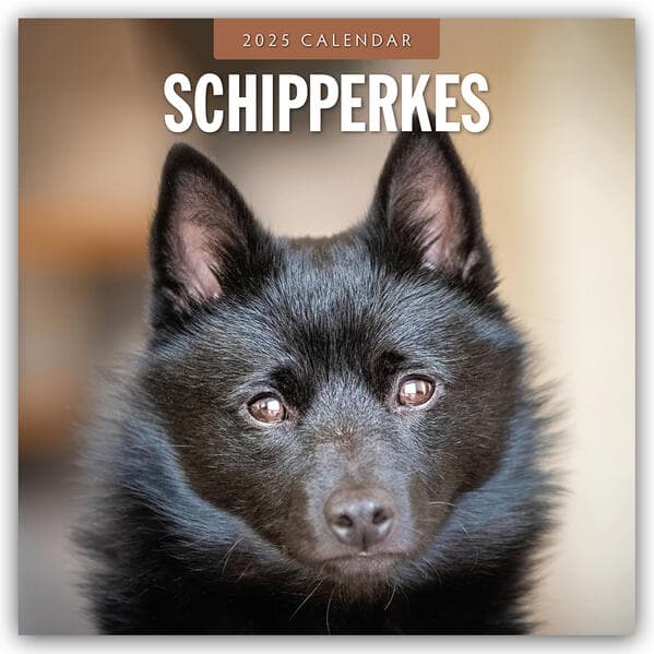 Schipperkes 2025 Square Wall Calendar