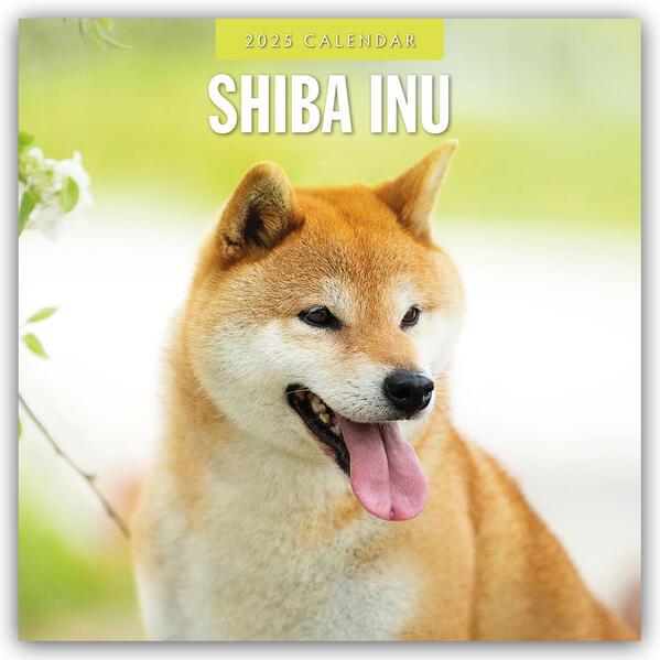 Shiba Inu 2025 Square Wall Calendar