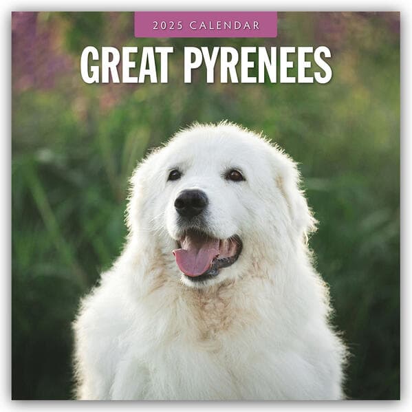 Great Pyrenees 2025 Square Wall Calendar