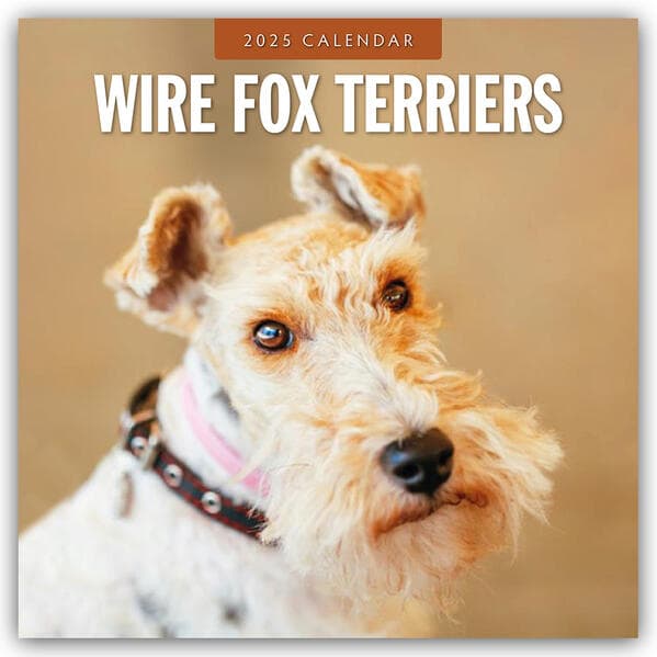 Wire Fox Terriers 2025 Square Wall Calendar