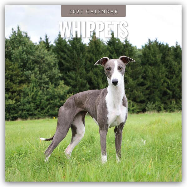 Whippets 2025 Square Wall Calendar