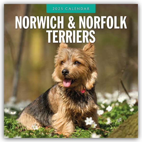 Norwich-/ Norfolk Terriers 2025 Square Wall Calendar