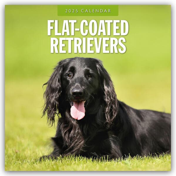 Flat Coated Retrievers 2025 Square Wall Calendar