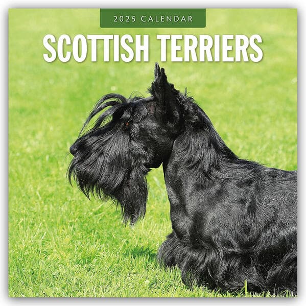 Scottish Terriers 2025 Square Wall Calendar