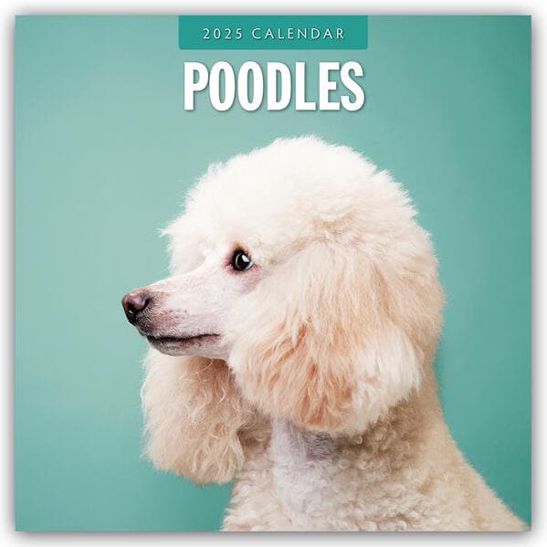 Poodles 2025 Square Wall Calendars