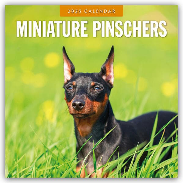 Minature Pinschers 2025 Square Wall Calendar