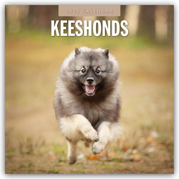 Keeshonds 2025 Square Wall Calendar