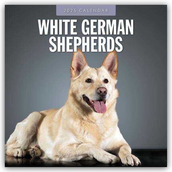 German Shepherd, White 2025 Square Wall Calendar