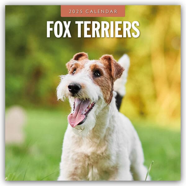 Fox Terriers 2025 Square Wall Calendar