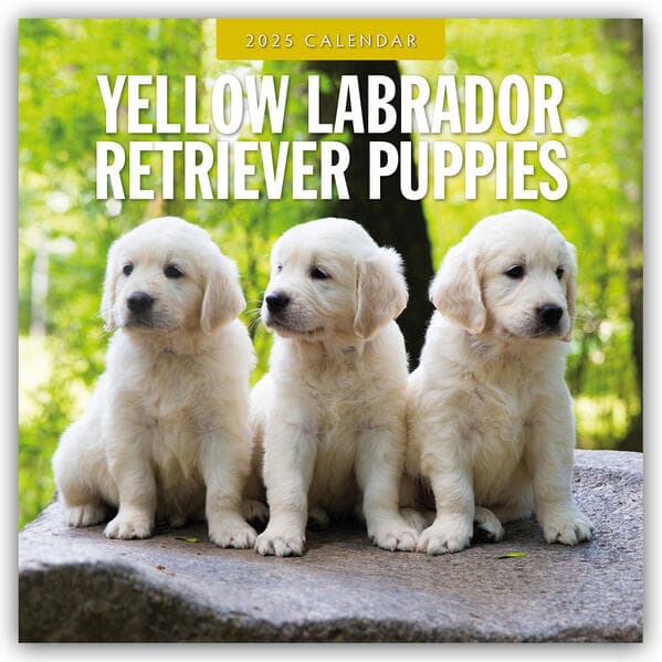 Yellow Labrador Retriever Puppies 2025 Square Wall Calendar