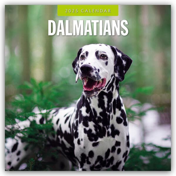 Dalmatians 2025 Square Wall Calendar