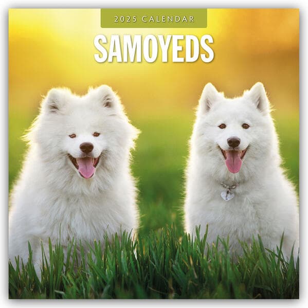 Samoyeds 2025 Square Wall Calendar