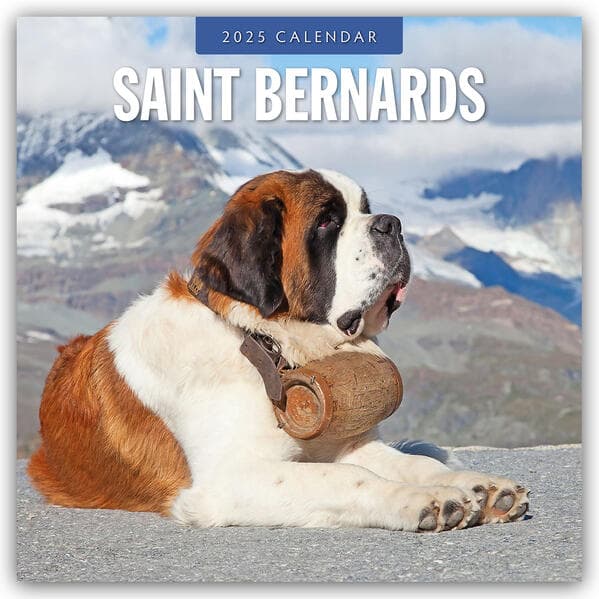 Saint Bernards 2025 Square Wall Calendar