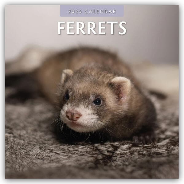 Ferrets 2025 Square Wall Calendar