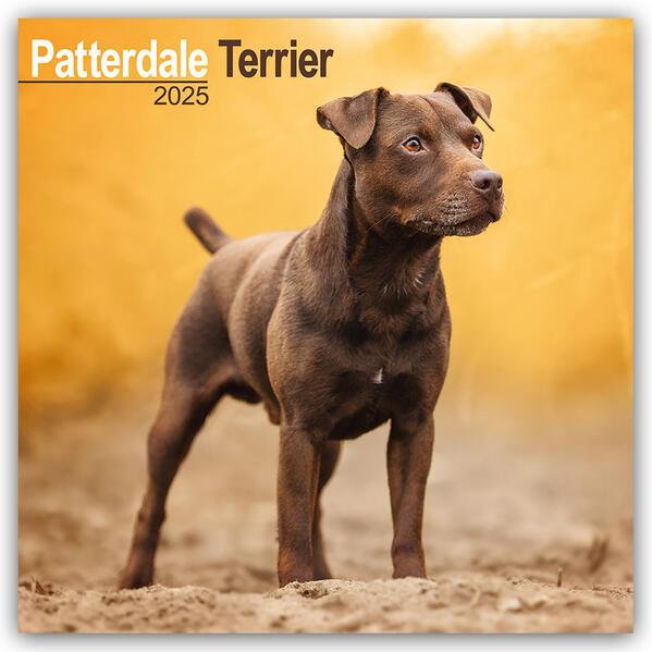 Patterdale Terrier 2025 - 16-Monatskalender