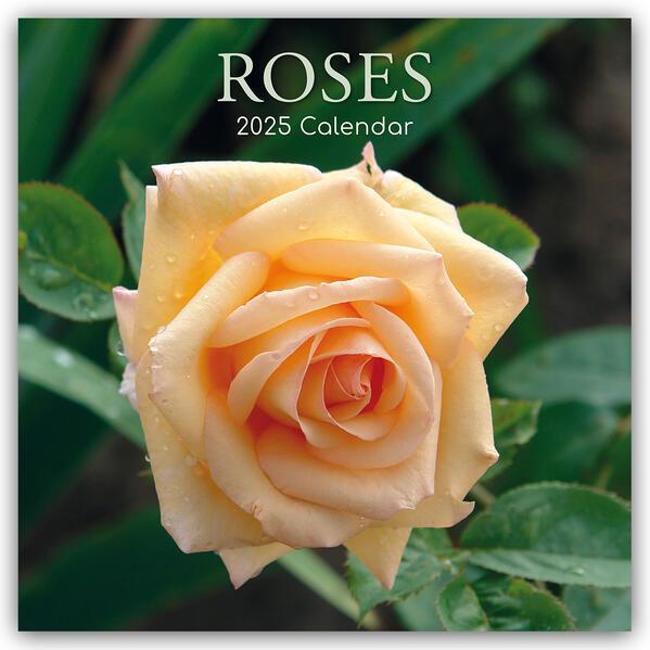 Roses - Rosen 2025 - 16-Monatskalender