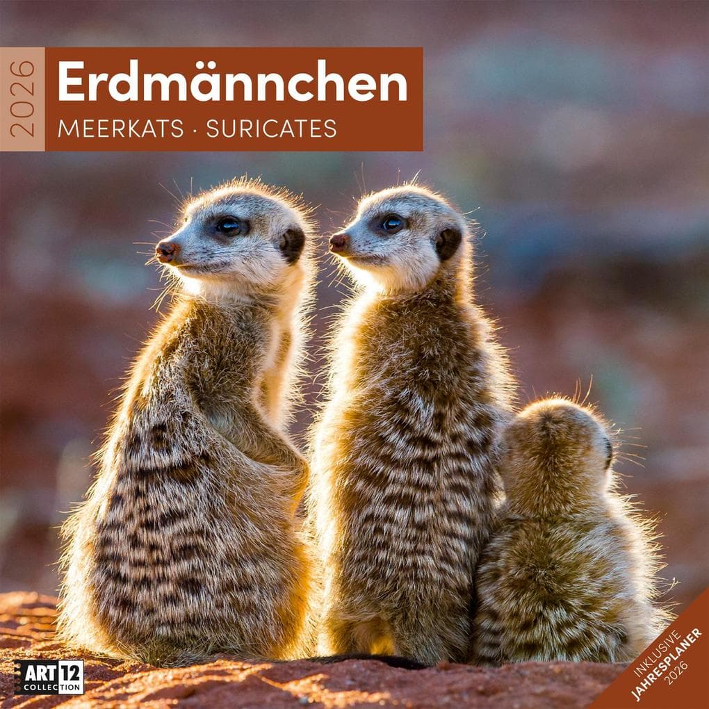 Erdmännchen Kalender 2026 - 30x30