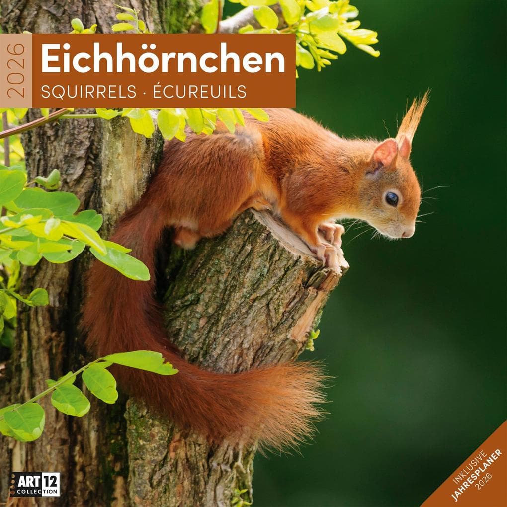 Eichhörnchen Kalender 2026 - 30x30