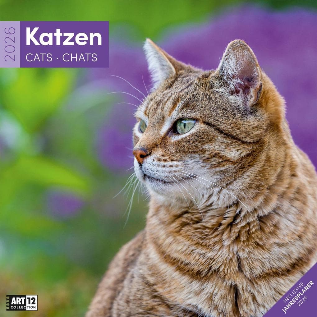 Katzen Kalender 2026 - 30x30