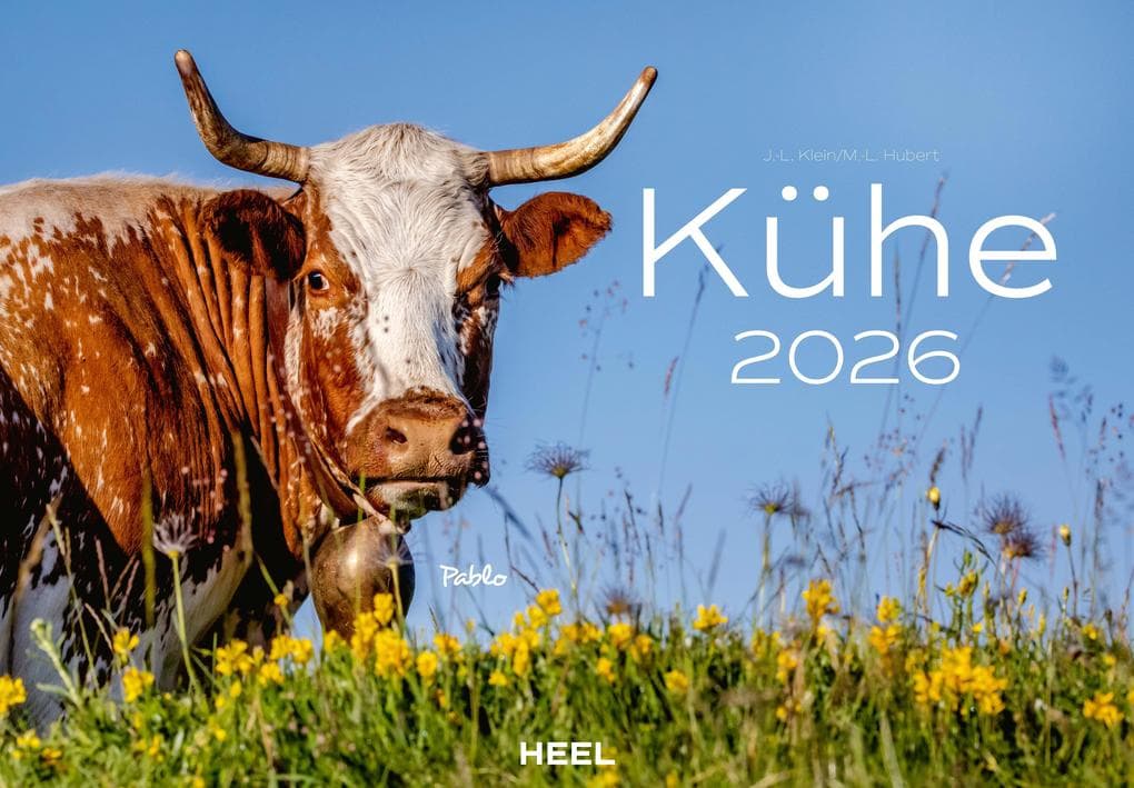 Kühe Kalender 2026 Wandkalender