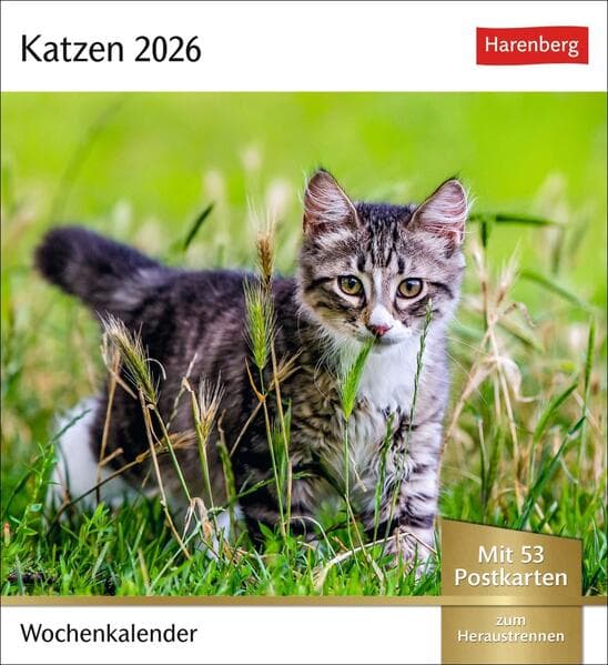 Katzen Postkartenkalender 2026 - Wochenkalender mit 53 Postkarten