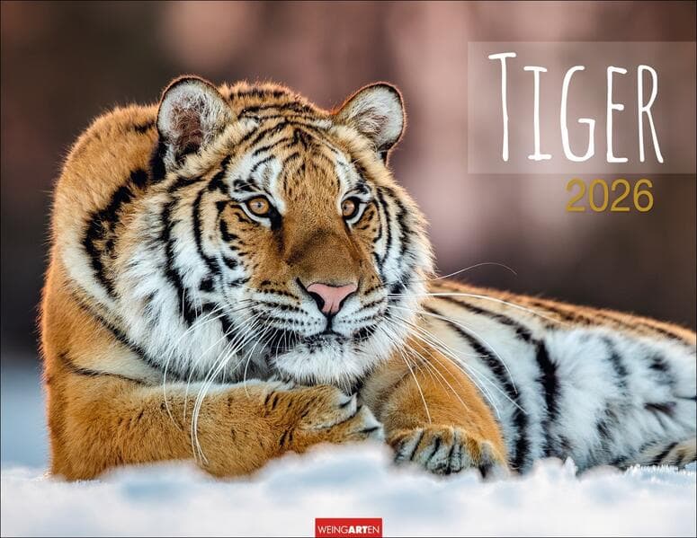 Tiger Kalender 2026