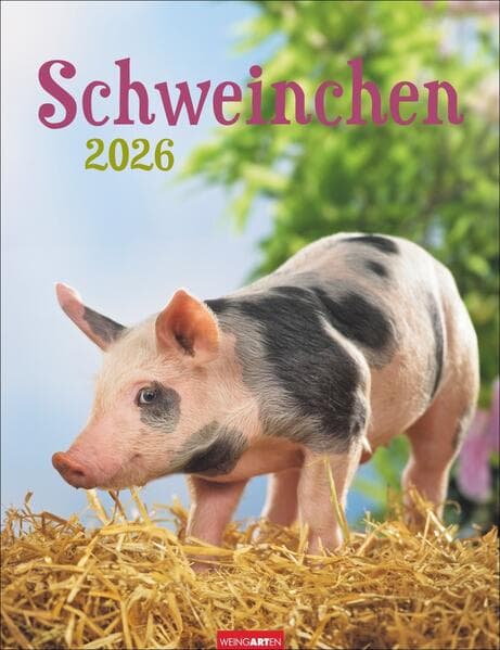 Schweinchen Kalender 2026