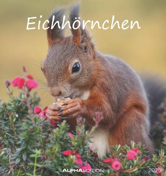 Eichhörnchen 2026 - Postkartenkalender im Format 16 x 17