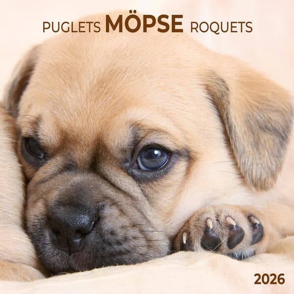Möpse/Puglets 2026