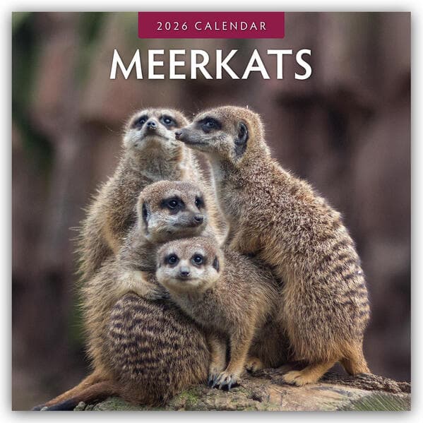 Meerkats 2026 Square Wall Calendar