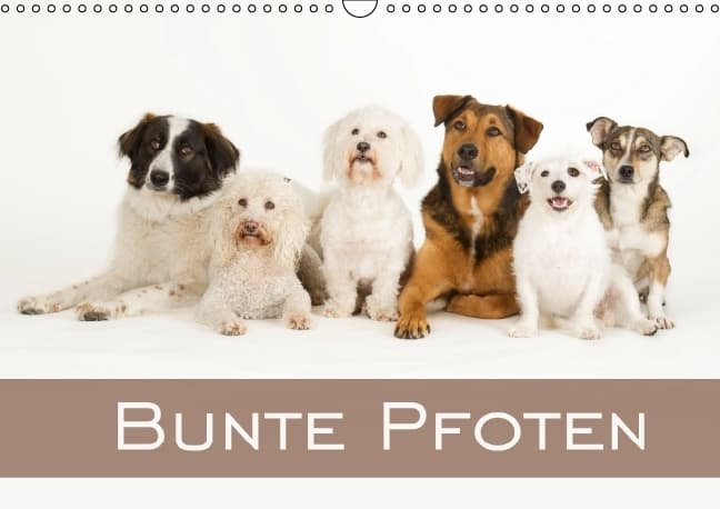 Bunte Pfoten / Geburtstagskalender (Wandkalender immerwährend DIN A3 quer)