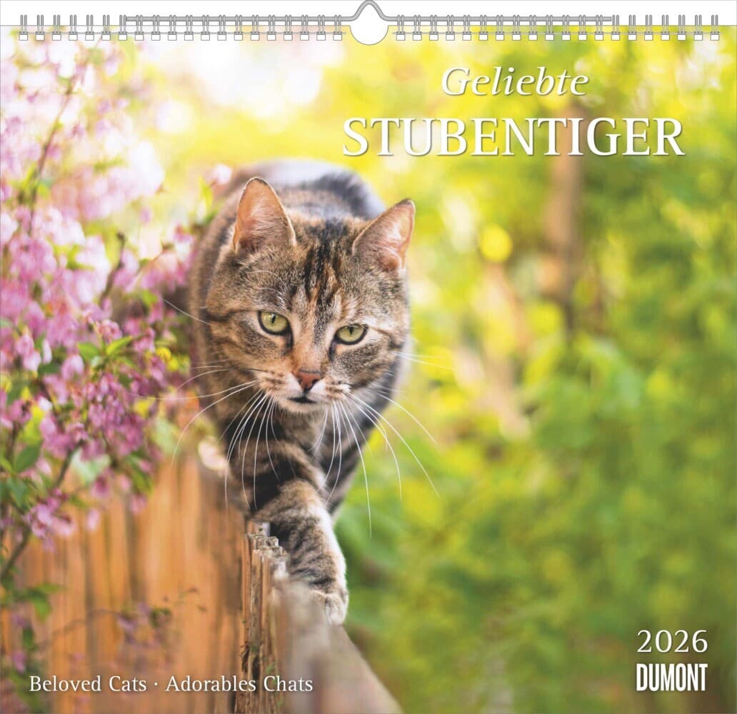 Geliebte Stubentiger 2026 - DUMONT Wandkalender - mit den wichtigsten Feiertagen - Format 38,0 x 35,5 cm