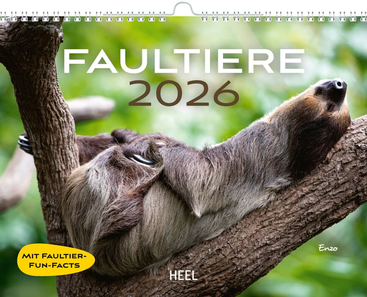 Faultiere Kalender 2026 Wandkalender