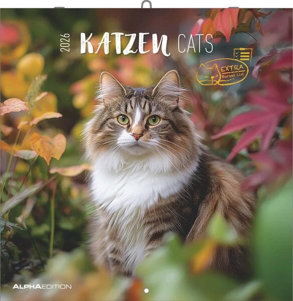 Alpha Edition - Katzen Kalender 2026 - Broschürenkalender 30x30 cm (30x60 cm geöffnet) - Wandkalende