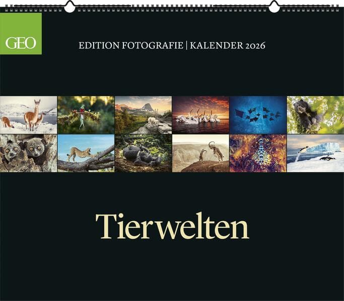 GEO - GEO Edition: Tierwelten 2026 - Wandkalender 70x60 cm, Tier-Poster-Kalender mit Wildlife-Fotog